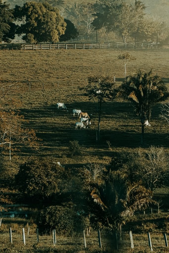 Cattle strolling amidst trees in a vast green pasture during daytime, offering a serene rural landscape.